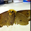The Imperial Moth