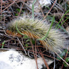 Garden tiger moth