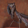 Dead-leaf Praying Mantis