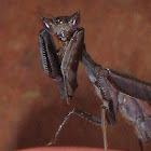 Dead-leaf Praying Mantis