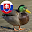 Sounds United States Animals Download on Windows