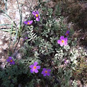 Grey-leaved Cistus