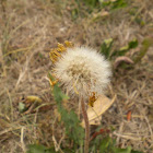 Dandelion