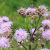 Canada Thistle or Creeping Thistle