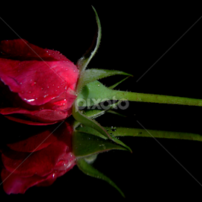 rose by Ad Har - Flowers Single Flower