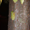 Squirrel Tree Frog