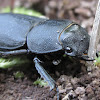 lesser stag beetle