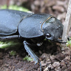 lesser stag beetle