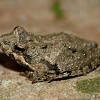 Northern cricket frog