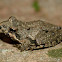 Northern cricket frog