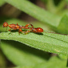 Stephanid wasp (female)