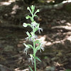 Ragged Fringed Orchid