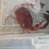 Pacific red crab