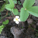 Wild Strawberry