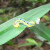 Blue Tiger Moth Caterpillar