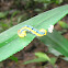 Blue Tiger Moth Caterpillar