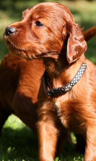 Irish Setter Wallpapers