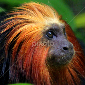 Golden Headed Lion Tamerin by Ralph Harvey - Animals Other Mammals