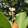 Little gooseberry tree / Otake udang