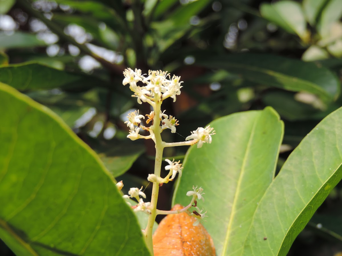 Little gooseberry tree / Otake udang