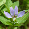 Fringed Spider Flower