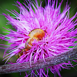 snail by Mona Martinsen -  