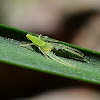 Green Grass Crab Spider