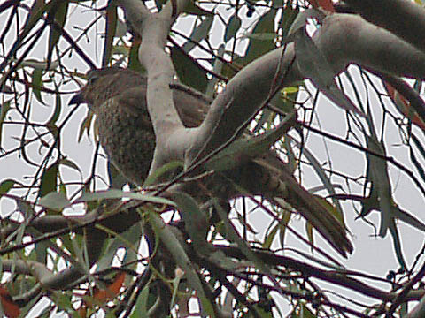 Satin Bowerbird (female)