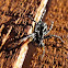 Swift Ground Spider