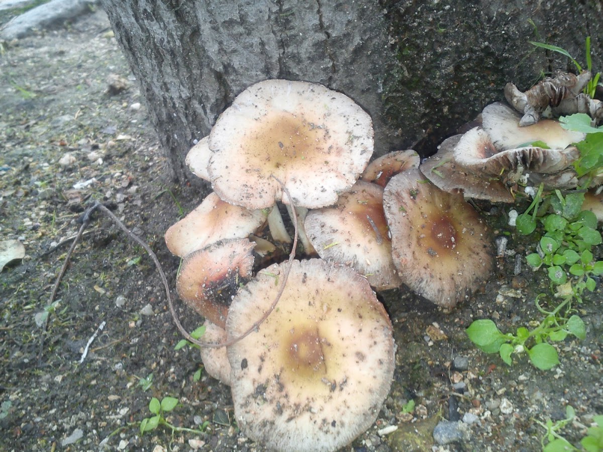 Cogumelos da California