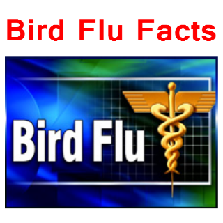 Bird Flu Facts
