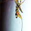 Giant Ichneumon Wasp