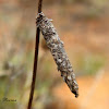 Case Moth cocoon