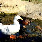 Domestic Duck and possible hybrid