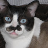 Groucho, indoor cat