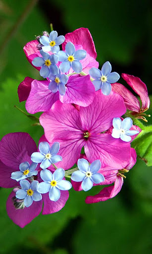 Spring Flower Wallpaper