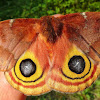 IO Moth, female