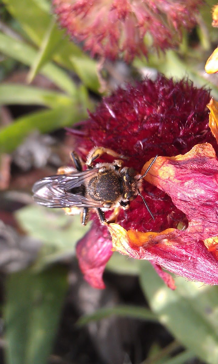 Wool carder bee