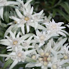 Leontopodium alpinum  (Edelweiß)