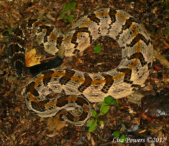 Timber Rattlesnake | Project Noah