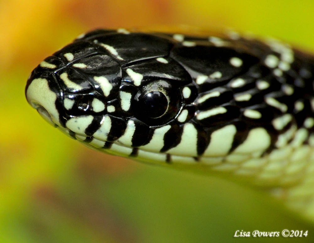 Eastern black kingsnake Project Noah