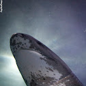 Broadnose Seven Gill Shark