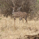 Lesser Kudu