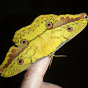 Copaxa Moth