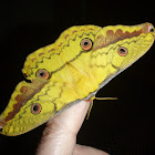 Copaxa Moth
