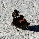 Red Admiral