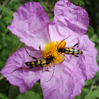 Black-and-yellow Spotted Longhorn Beetle