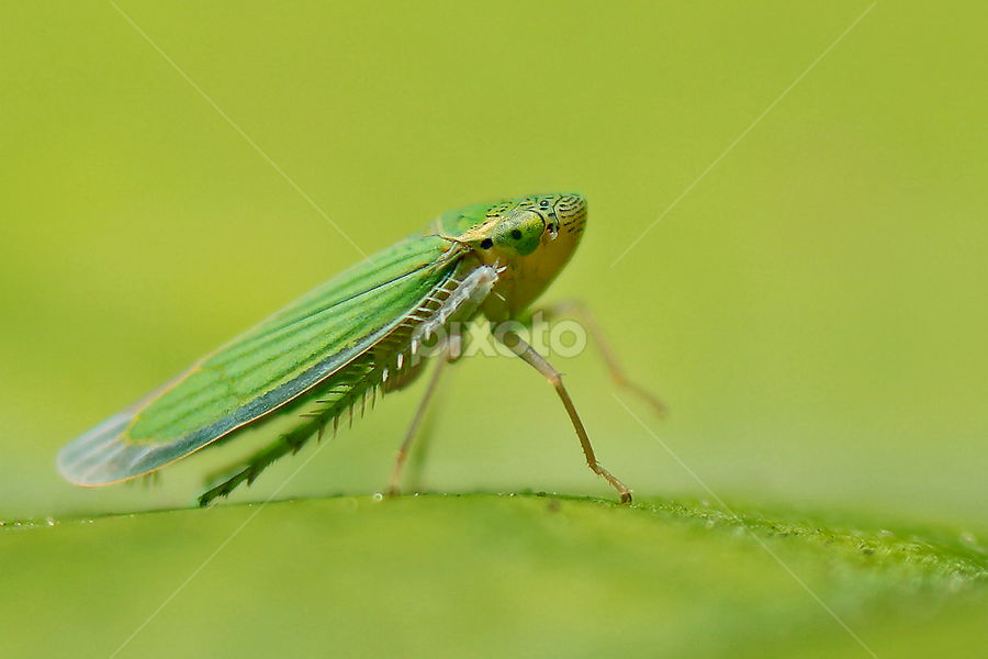 Empoasca kraemeri by Maritte Lazcano - Animals Insects & Spiders