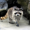 Northern Raccoon