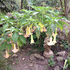 Angel Trumpet